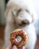 Doggie Donut