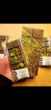 Small Dubai pistachio chocolate 2.4 OZ