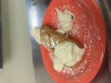 Cannoli