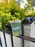 Rose Matcha