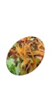 California Club Salad