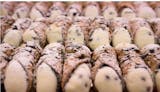 Cannoli Tray Catering